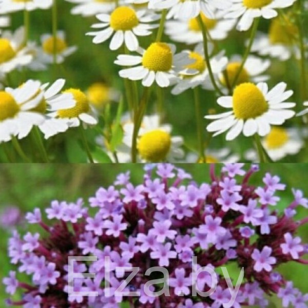 Отдушка "Ромашка и вербена" (Chamomile), 10 г, Латвия.